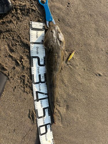 マゴチの釣果