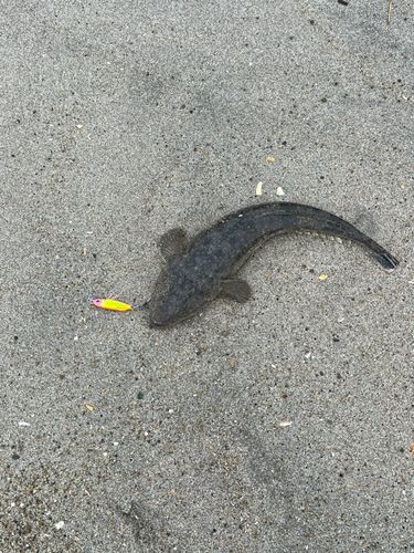 マゴチの釣果
