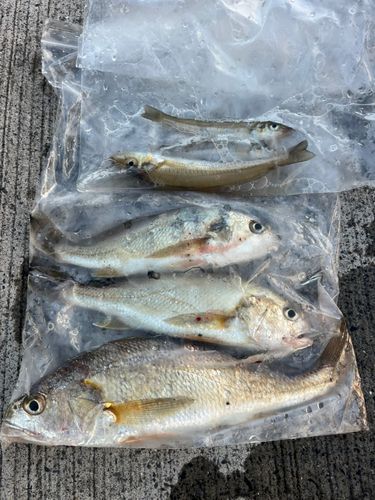 イシモチの釣果