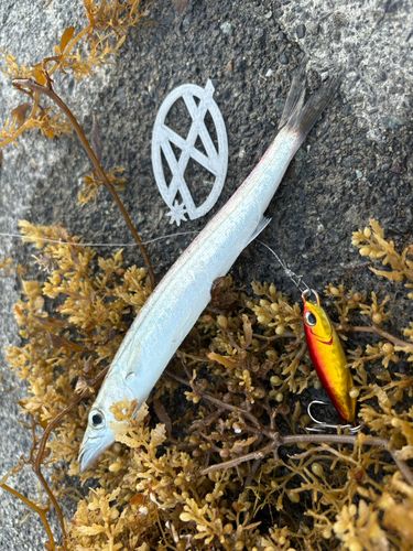 カマスの釣果