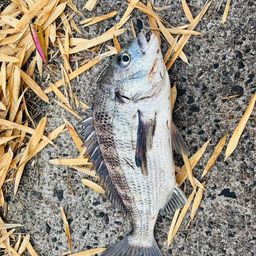 クロダイ