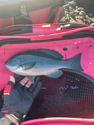 クチブトグレの釣果