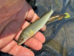 アユの釣果