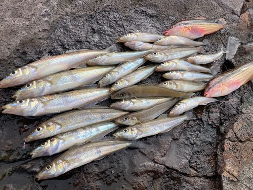 キスの釣果