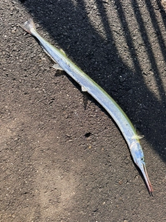 ダツの釣果
