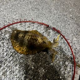 アオリイカ
