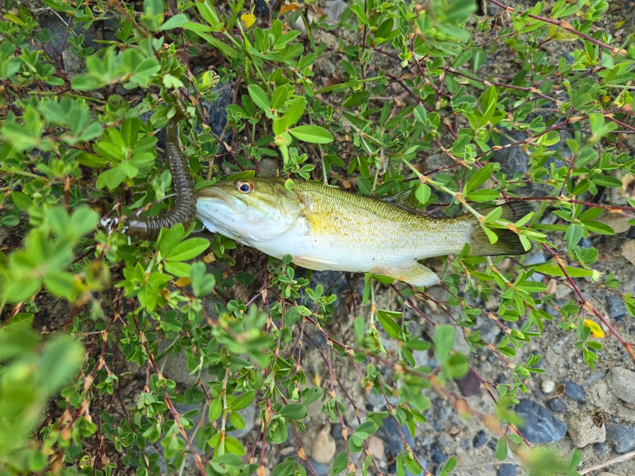 スモールマウスバス