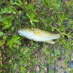 スモールマウスバス