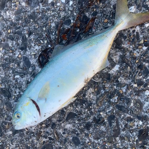 ワカシの釣果