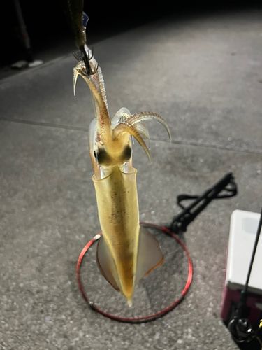 ケンサキイカの釣果