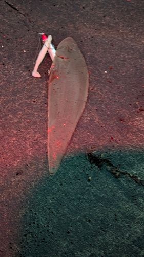 シタビラメの釣果