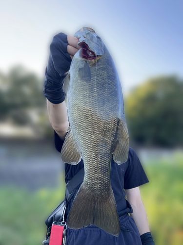 スモールマウスバスの釣果