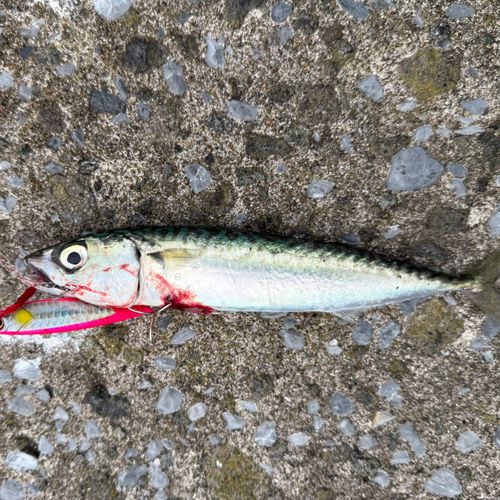 サバの釣果