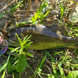 スモールマウスバス