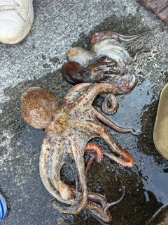 タコの釣果