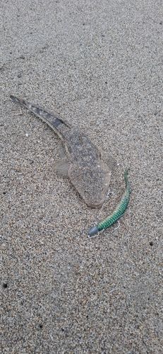 マゴチの釣果