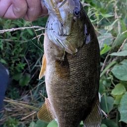 スモールマウスバス