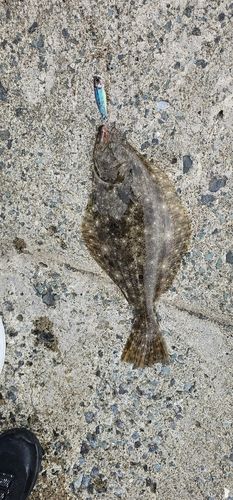 ヒラメの釣果