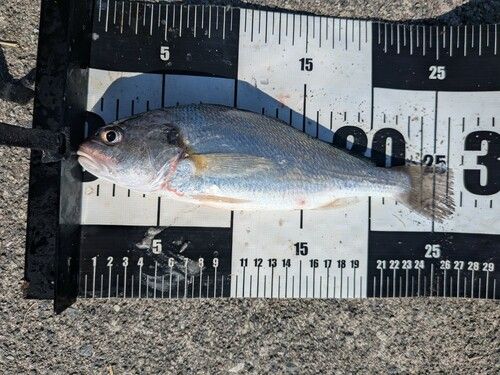 イシモチの釣果