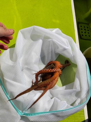 タコの釣果