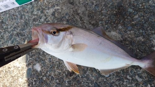 ショゴの釣果