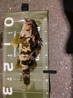 ベッコウゾイの釣果