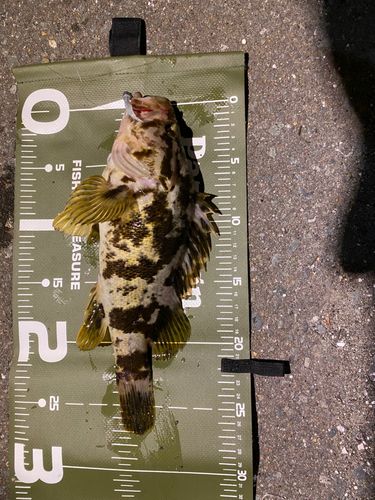 ベッコウゾイの釣果