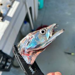 タチウオ