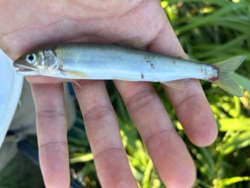 アユの釣果