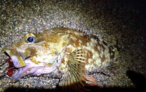 カサゴの釣果