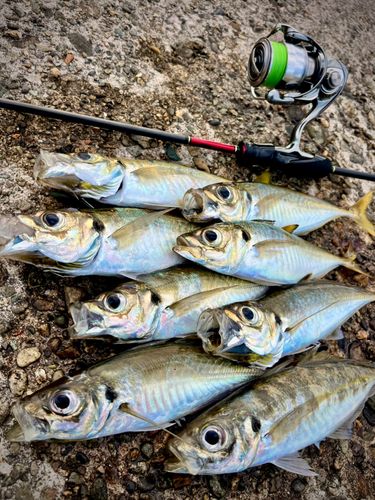 アジの釣果
