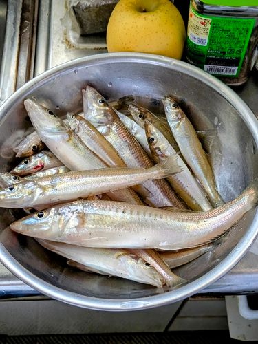 シロギスの釣果