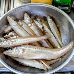 シロギス