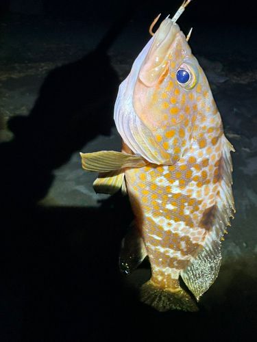 キジハタの釣果