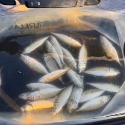 アジ
