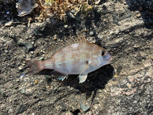 チャリコの釣果