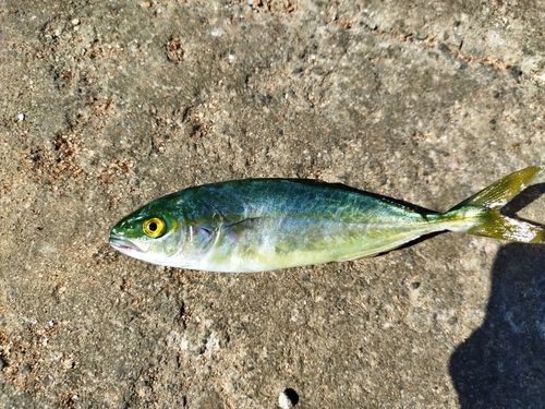 ツバスの釣果
