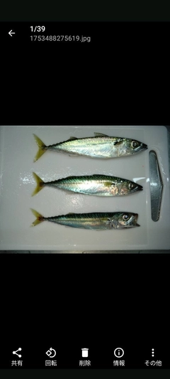 サバの釣果