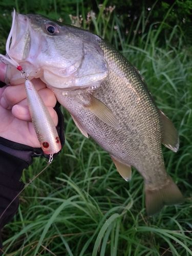 ラージマウスバスの釣果