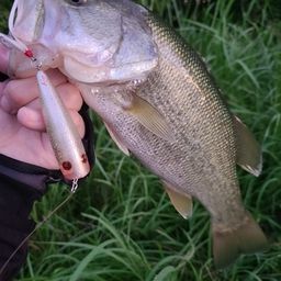 ラージマウスバス