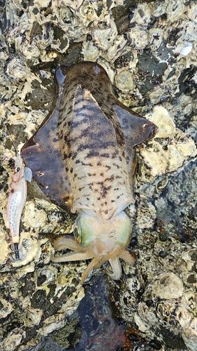 アオリイカの釣果
