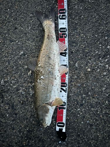 ウグイの釣果