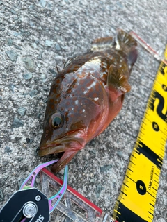 キジハタの釣果