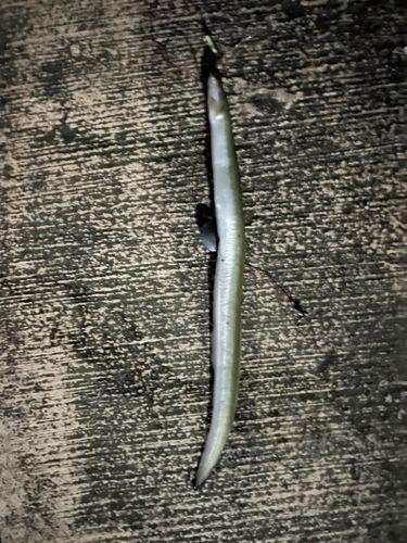 ウナギの釣果