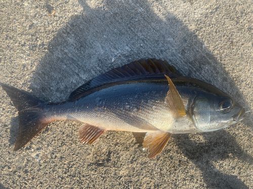 イサキの釣果