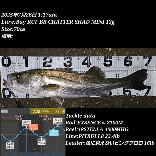 シーバスの釣果