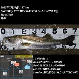 シーバス