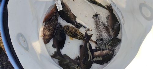 イシガキダイの釣果