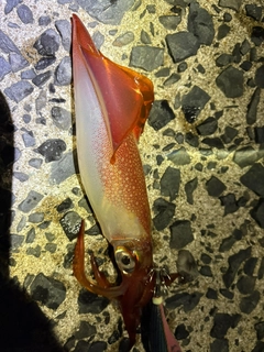 ヤリイカの釣果