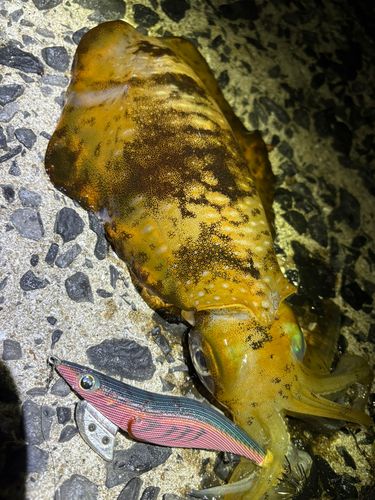 アオリイカの釣果